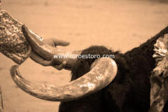 pachuca-11-10-2009_0132_3_e1f98