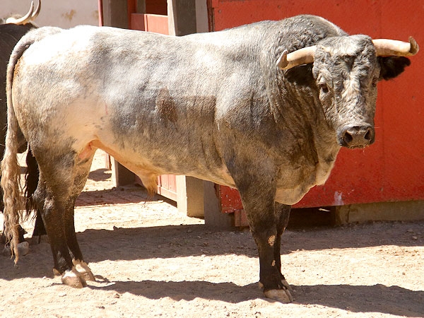 Los toros para Apizaco
