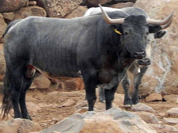 Conozca los toros de San Marcos para Texcoco