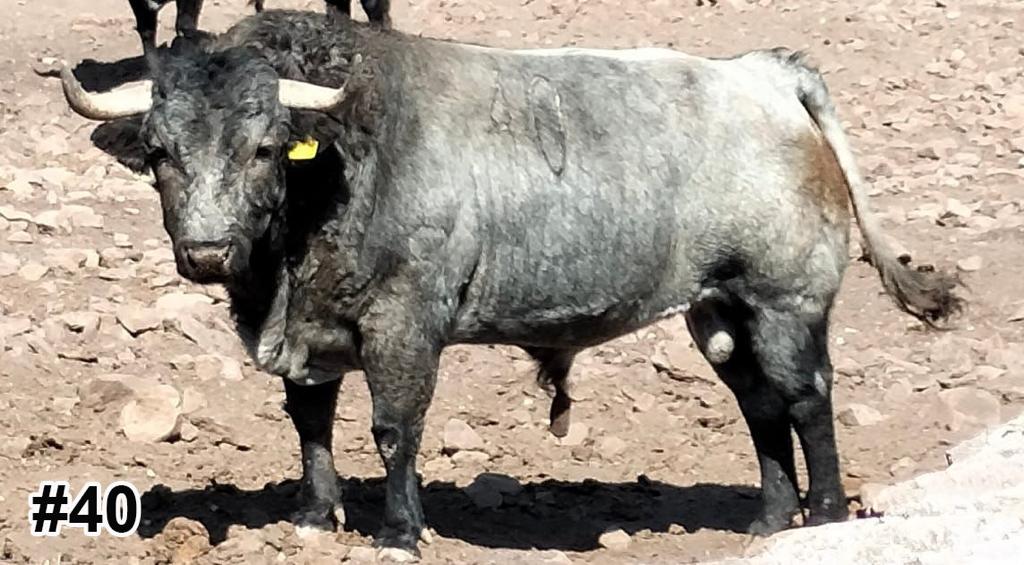 Los de José Arroyo para Texcoco
