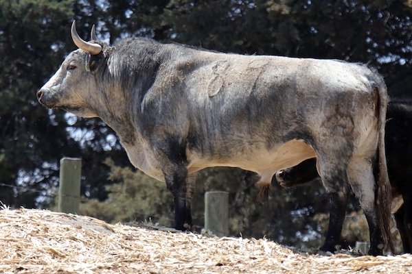 Los toros de Santiago Brito para Morelia