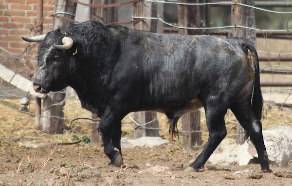 Los toros para Xico