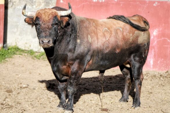 Toro número 189 de Las Huertas para Tlaxcala 2026