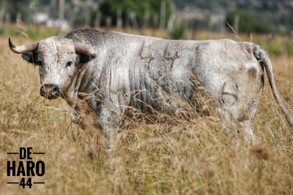 Toro número 44 de la ganadería De Haro para la Corrida de la Prensa 2026 en Huamantla