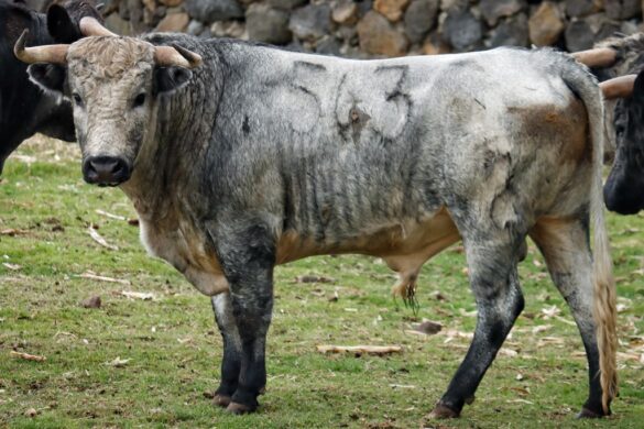 Toro No. 563 de la ganadería De Haro para la Gran Final de la Copa Pana 2026